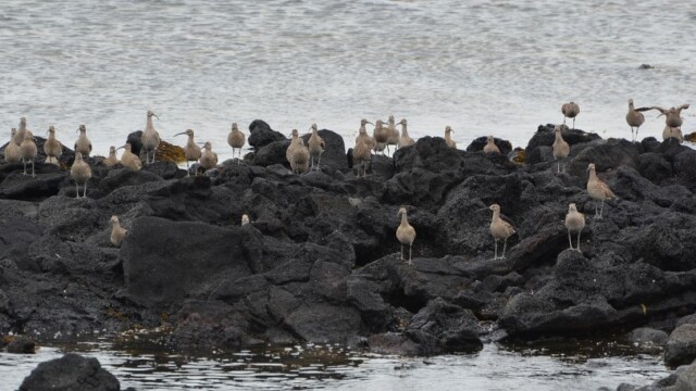 Spói - Numenius phaeopus © Trausti Baldursson Spói - Numenius phaeopus © Trausti Baldursson