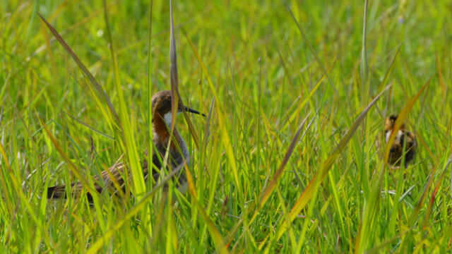 Óðinshani - Phalaropus lobatus © Trausti Baldursson Óðinshani - Phalaropus lobatus © Trausti Baldursson
