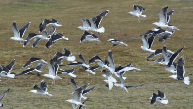 Svartbakur - Larus marinus © Trausti Baldursson Svartbakur - Larus marinus © Trausti Baldursson