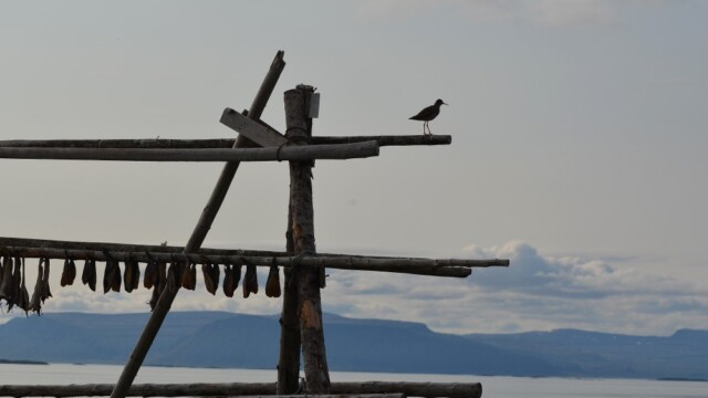 Stelkur - Tringa totanus © Trausti Baldursson Stelkur - Tringa totanus © Trausti Baldursson