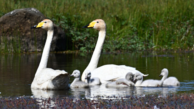 Álft – Cygnus cygnus © Trausti Baldursson Álft – Cygnus cygnus © Trausti Baldursson