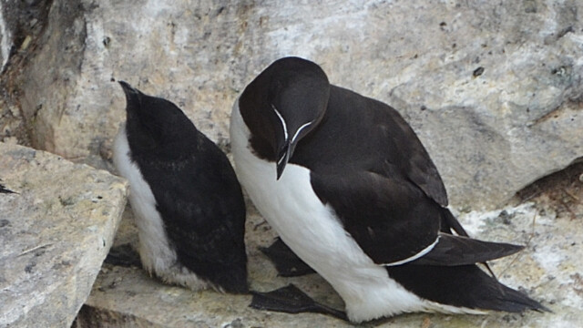 Álka – Alca torda © Trausti Baldursson Álka – Alca torda © Trausti Baldursson