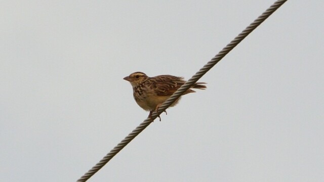 Indochinese bushlark / Thailand  – Mirafra erythrocephala © Trausti Baldursson Indochinese bushlark / Thailand – Mirafra erythrocephala © Trausti Baldursson