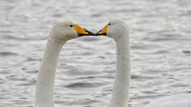 Álft – Cygnus cygnus © Trausti Baldursson Álft – Cygnus cygnus © Trausti Baldursson