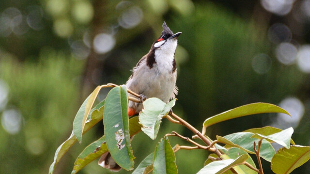 Red-vented bulbul / Thailand – Pycnonotus cafer © Trausti Baldursson Red-vented bulbul / Thailand – Pycnonotus cafer © Trausti Baldursson