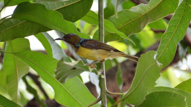 Brown-throated sunbird / Thailand  – Anthreptes malacensis © Trausti Baldursson Brown-throated sunbird / Thailand – Anthreptes malacensis © Trausti Baldursson