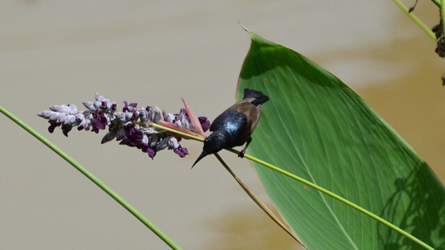 Purple sunbird - Breeding plumage / Thailand – Cinnyris asiaticus © Trausti Baldursson Purple sunbird - Breeding plumage / Thailand – Cinnyris asiaticus © Trausti Baldursson