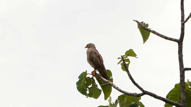 Rufous-winged Buzzard / Thailand – Butastur liventer © Trausti Baldursson Rufous-winged Buzzard / Thailand – Butastur liventer © Trausti Baldursson