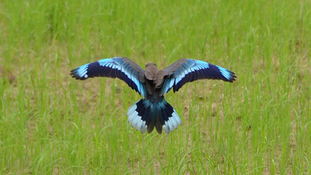 Indochinese roller / Thailand – Coracias affinis © Trausti Baldursson Indochinese roller / Thailand – Coracias affinis © Trausti Baldursson