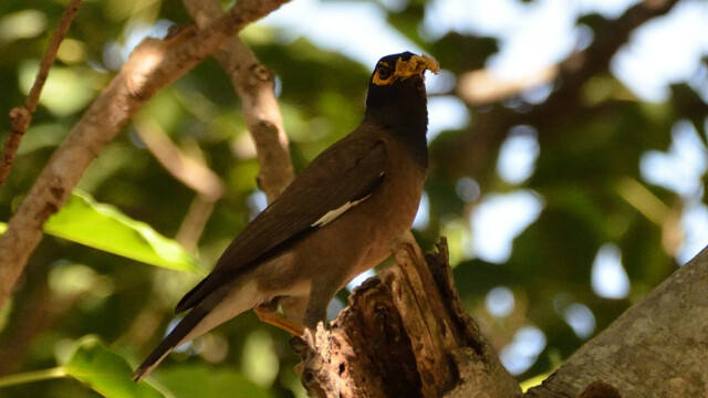 Common myna / Thailand  – Acridoththeres tristis © Trausti Baldursson Common myna / Thailand – Acridoththeres tristis © Trausti Baldursson