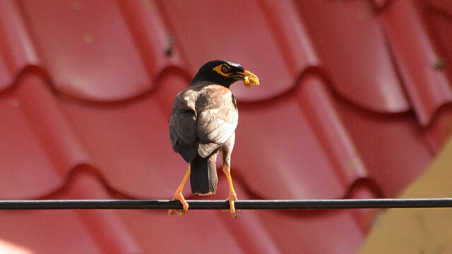 Common myna / Thailand  – Acridoththeres tristis © Trausti Baldursson Common myna / Thailand – Acridoththeres tristis © Trausti Baldursson