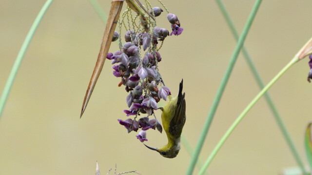 Purple sunbird Black-winged Stilt / Thailand  – Himantopus himantopus © Trausti Baldursson Purple sunbird - Non-breeding plumage / Thailand – Cinnyris asiaticus © Trausti Baldursson
