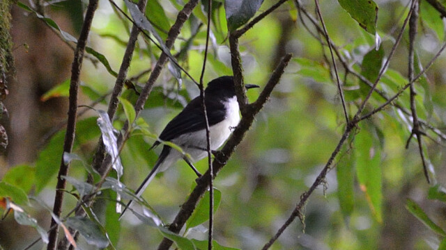 Dark-backed sibia / Thailand – Malacias melanoleucus © Trausti Baldursson Dark-backed sibia / Thailand – Malacias melanoleucus © Trausti Baldursson