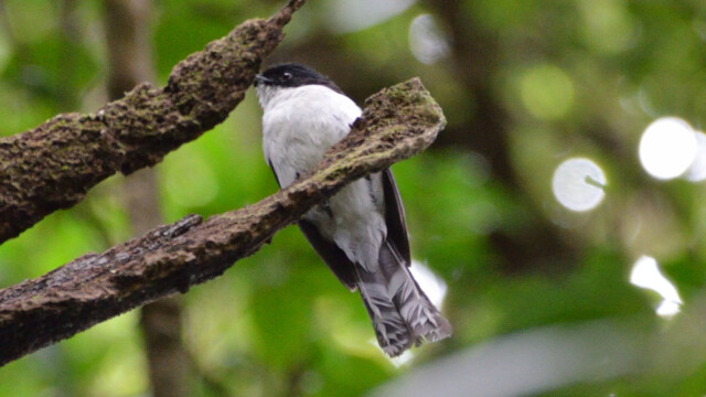 Dark-backed sibia / Thailand  – Malacias melanoleucus © Trausti Baldursson Dark-backed sibia / Thailand – Malacias melanoleucus © Trausti Baldursson