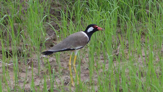 Red-wattled lapwing / Thailand  – Vanellus indicus © Trausti Baldursson Red-wattled lapwing / Thailand – Vanellus indicus © Trausti Baldursson