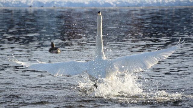 Álft – Cygnus cygnus © Trausti Baldursson Álft – Cygnus cygnus © Trausti Baldursson