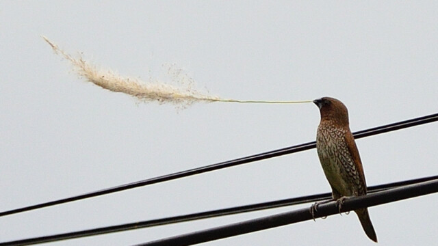Scaly-breasted munia / Thailand – lonchura punctulata © Trausti Baldursson Scaly-breasted munia / Thailand – lonchura punctulata © Trausti Baldursson