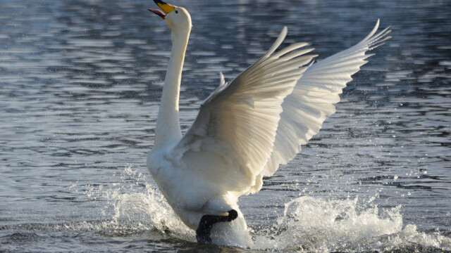 Álft – Cygnus cygnus © Trausti Baldursson Álft – Cygnus cygnus © Trausti Baldursson
