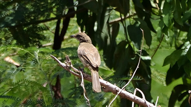 Strak-eard bulbul / Thailand  – Pycnonotus conradi © Trausti Baldursson Strak-eard bulbul / Thailand – Pycnonotus conradi © Trausti Baldursson