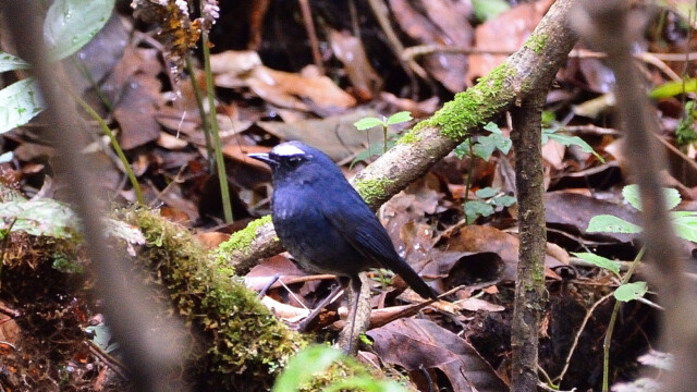 White-browed Shortwing (Himalayan shortwing) / Thailand – Brachypteryx cruralis © Trausti Baldursson White-browed Shortwing (Himalayan shortwing) / Thailand – Brachypteryx cruralis © Trausti Baldursson