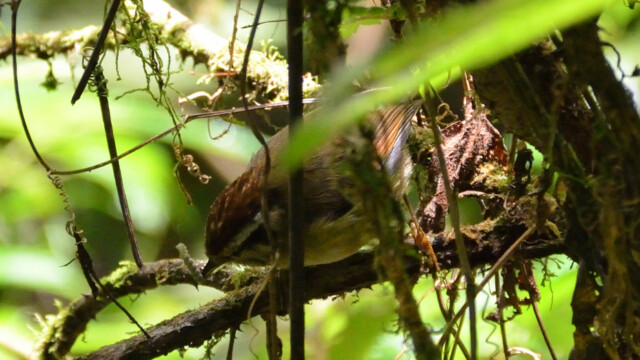 Rufous-winged Fulvetta / Thailand  – Schoeniparus castaneceps © Trausti Baldursson Rufous-winged Fulvetta / Thailand – Schoeniparus castaneceps © Trausti Baldursson