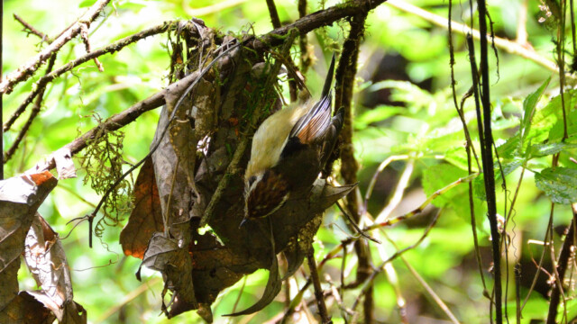 Rufous-winged Fulvetta / Thailand – Schoeniparus castaneceps © Trausti Baldursson Rufous-winged Fulvetta / Thailand – Schoeniparus castaneceps © Trausti Baldursson