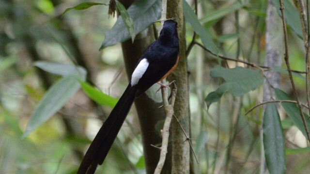 White-rumped Shama / Thailand  – Kittacincla malabarica © Trausti Baldursson White-rumped Shama / Thailand – Kittacincla malabarica © Trausti Baldursson
