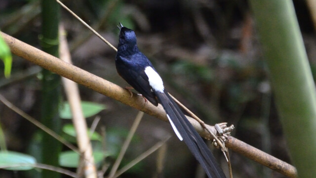 White-rumped Shama / Thailand  – Kittacincla malabarica © Trausti Baldursson White-rumped Shama / Thailand – Kittacincla malabarica © Trausti Baldursson