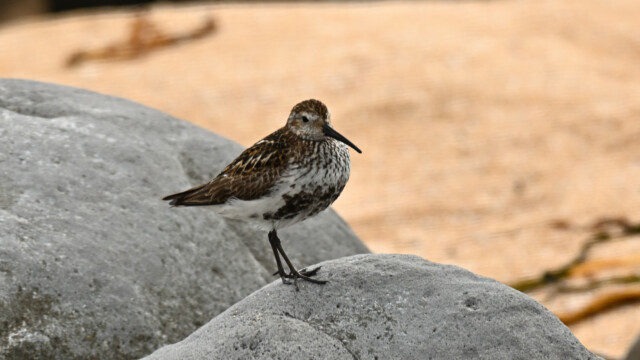 Lóuþræll - Calidris alpina © Trausti Baldursson Lóuþræll - Calidris alpina © Trausti Baldursson