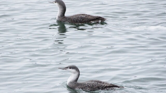 Lómur - Gavia stellata © Trausti Baldursson Lómur - Gavia stellata © Trausti Baldursson
