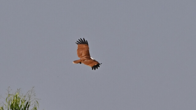 Brahminy kite-Haliastur indus, Thailand © Trausti Baldursson Brahminy kite-Haliastur indus, Thailand © Trausti Baldursson