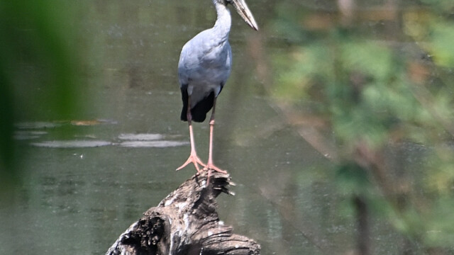 Asian openbill / Thailand  – Anastomus oscitans © Trausti Baldursson Asian openbill / Thailand – Anastomus oscitans © Trausti Baldursson
