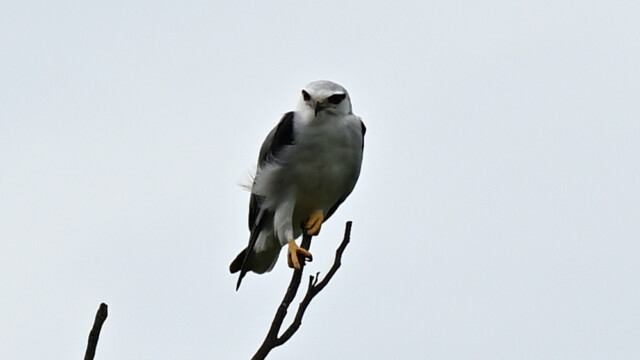 Black-winged Kite / Völsungur / Thailand - Elanus caeruleus © Trausti Baldursson Black-winged Kite / Völsungur / Thailand - Elanus caeruleus © Trausti Baldursson