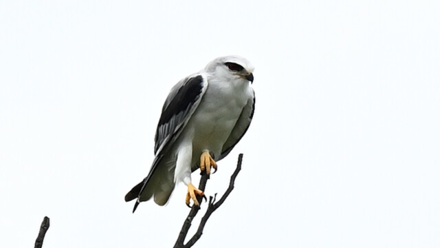 Black-winged Kite / Völsungur / Thailand - Elanus caeruleus © Trausti Baldursson Black-winged Kite / Völsungur / Thailand - Elanus caeruleus © Trausti Baldursson
