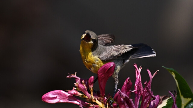 Purple sunbird / Thailand – Himantopus himantopus © Trausti BaldurssonPurple sunbird - Non-breeding plumage / Thailand – Cinnyris asiaticus © Trausti Baldursson Purple sunbird - Non-breeding plumage / Thailand – Cinnyris asiaticus © Trausti Baldursson