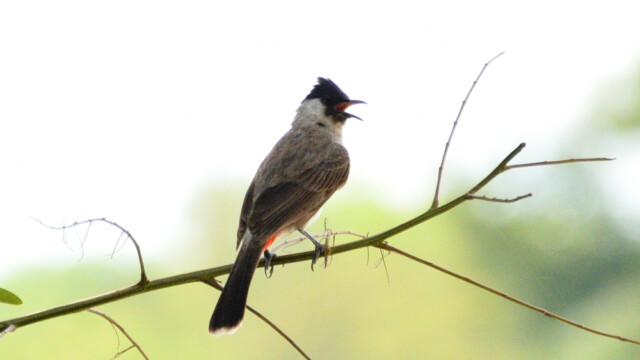 Red-vented bulbul / Thailand  – Pycnonotus cafer © Trausti Baldursson Red-vented bulbul / Thailand – Pycnonotus cafer © Trausti Baldursson