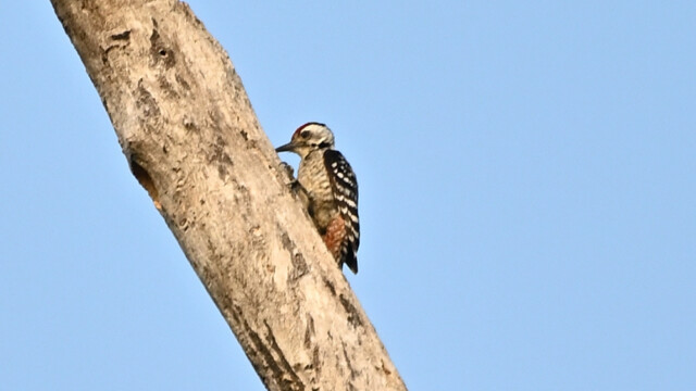 reckle-breasted woodpecker / Thailand  – Dendrocopos analis © Trausti Baldursson reckle-breasted woodpecker / Thailand – Dendrocopos analis © Trausti Baldursson