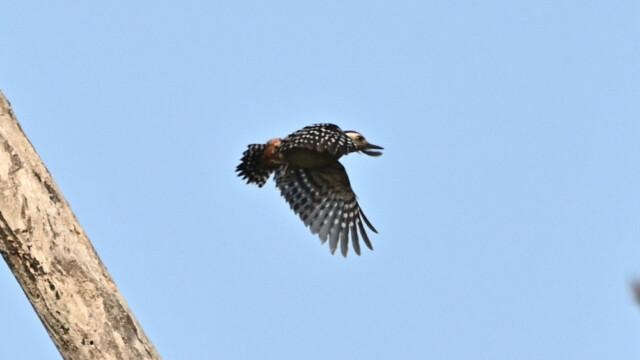 reckle-breasted woodpecker / Thailand  – Dendrocopos analis © Trausti Baldursson reckle-breasted woodpecker / Thailand – Dendrocopos analis © Trausti Baldursson