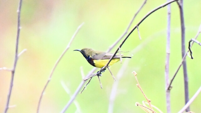 Olive-backed sunbird / Thailand  – Cinnyris jugularis © Trausti Baldursson Olive-backed sunbird / Thailand – Cinnyris jugularis © Trausti Baldursson