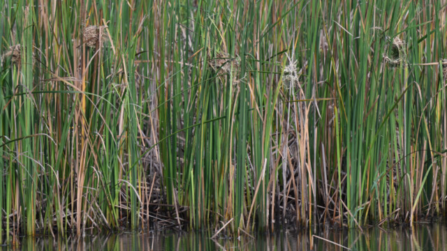 Asian golden weaver (nests) / Thailand  – Ploceus hypoxathus © Trausti Baldursson Asian golden weaver (nests) / Thailand – Ploceus hypoxathus © Trausti Baldursson