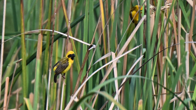 Asian golden weaver (male) / Thailand  – Ploceus hypoxathus © Trausti Baldursson Asian golden weaver (male) / Thailand – Ploceus hypoxathus © Trausti Baldursson