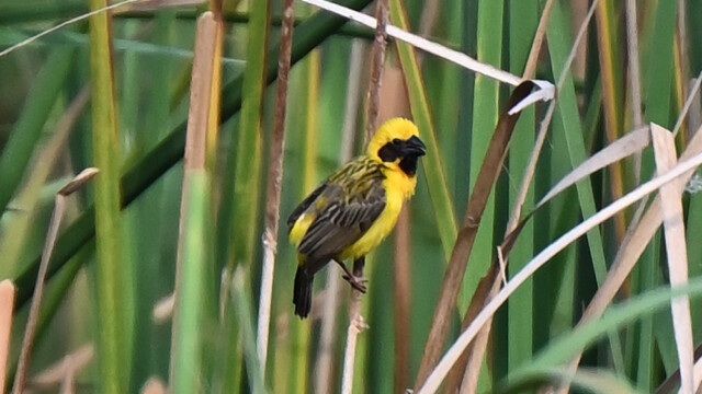 Asian golden weaver (male) / Thailand  – Ploceus hypoxathus © Trausti Baldursson Asian golden weaver (male) / Thailand – Ploceus hypoxathus © Trausti Baldursson