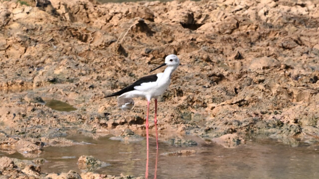 Black-winged Stilt / Thailand – Himantopus himantopus © Trausti Baldursson Black-winged Stilt / Thailand – Himantopus himantopus © Trausti Baldursson