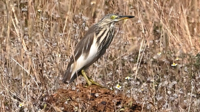 Javan or Chinese pond heron / Thailand – Ardeola speciosa / Ardeola bacchus © Trausti Baldursson Javan or Chinese pond heron / Thailand – Ardeola speciosa / Ardeola bacchus © Trausti Baldursson