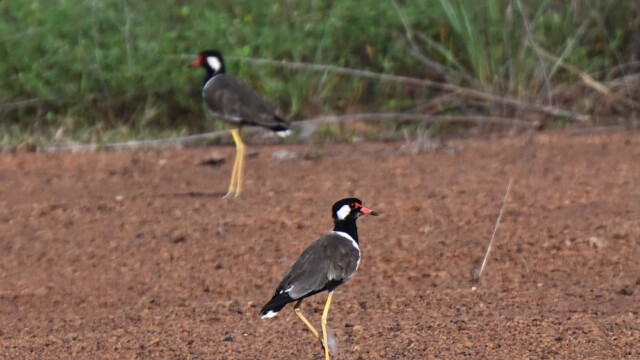 Red-wattled lapwing / Thailand  – Vanellus indicus © Trausti Baldursson Red-wattled lapwing / Thailand – Vanellus indicus © Trausti Baldursson