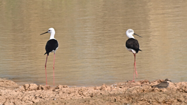 Black-winged Stilt / Thailand – Himantopus himantopus © Trausti Baldursson Black-winged Stilt / Thailand – Himantopus himantopus © Trausti Baldursson