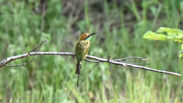 Green bee-eater / Thailand – Merops orientalis © Trausti Baldursson Green bee-eater / Thailand – Merops orientalis © Trausti Baldursson
