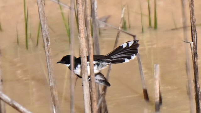 Malaysian pied fantail / Thailand  – Rhipidura javanica © Trausti Baldursson Malaysian pied fantail / Thailand – Rhipidura javanica © Trausti Baldursson