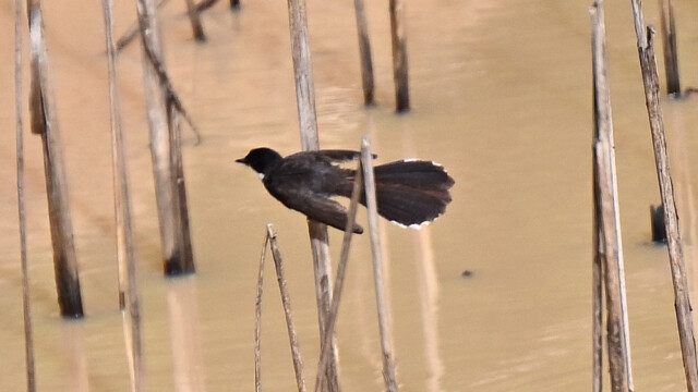Malaysian pied fantail / Thailand  – Rhipidura javanica © Trausti Baldursson Malaysian pied fantail / Thailand – Rhipidura javanica © Trausti Baldursson