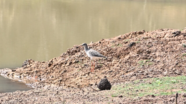Spotted redshank / Thailand  – Tringa erythropus © Trausti Baldursson Spotted redshank / Thailand – Tringa erythropus © Trausti Baldursson